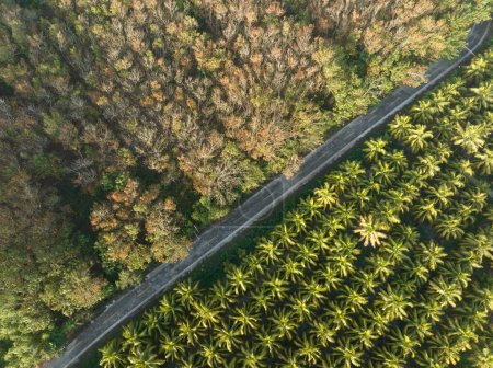 Blick von oben auf Kokospalmen und das Feld hevea brasiliensis