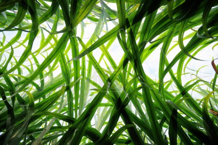 Téléchargez les photos : Les plantes de canne à sucre poussent dans les champs - en image libre de droit