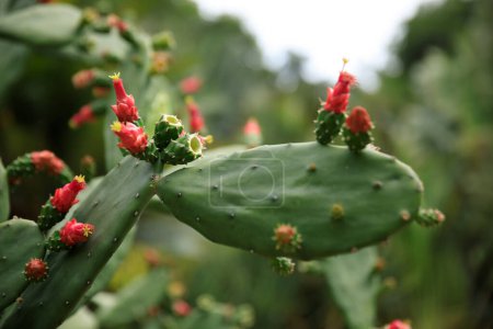 Téléchargez les photos : Cactus vert aux fleurs beautées au printemps - en image libre de droit