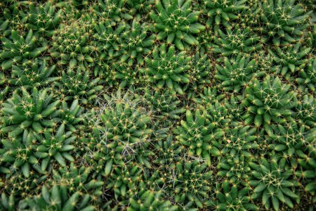 Photo for Green Cactus  with Sharp Spikes - Royalty Free Image
