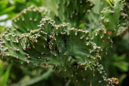 Téléchargez les photos : Cactus vert aux fleurs beautées au printemps - en image libre de droit