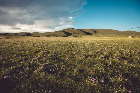 Téléchargez les photos : Fleurs sauvages jaunes et violettes dans les prairies - en image libre de droit