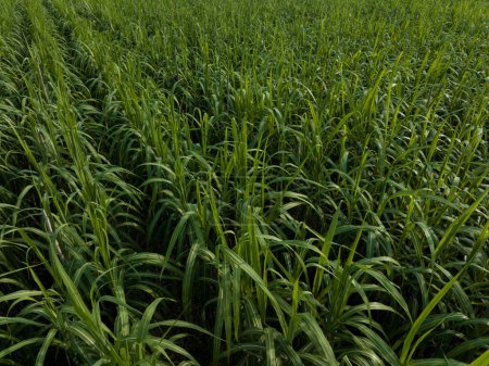 Téléchargez les photos : Vue aérienne de plants de canne à sucre poussant au champ - en image libre de droit
