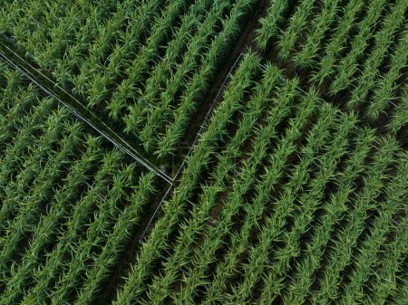 Photo for Aerial view of drone flying over sugarcane plants growing at field - Royalty Free Image