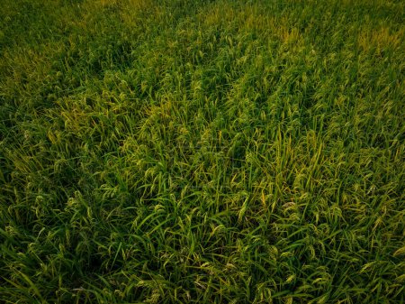 Téléchargez les photos : Vue aérienne de plants de riz poussant au champ - en image libre de droit