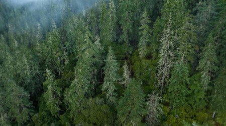 Téléchargez les photos : Beau paysage de montagne forêt de haute altitude - en image libre de droit