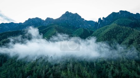 Foto de Hermoso paisaje de montaña de bosque de gran altitud en la niebla - Imagen libre de derechos