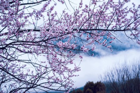 Blooming peach blossom in spring tibet,China