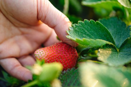 Photo for Hand picking strawberry fruit in spring garden - Royalty Free Image