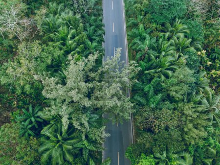 Photo for Aerial view of trail in spring tropical forest - Royalty Free Image