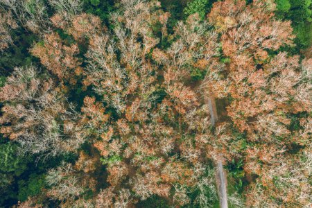 Foto de Vista aérea del hermoso paisaje forestal en el bosque tropical de primavera - Imagen libre de derechos