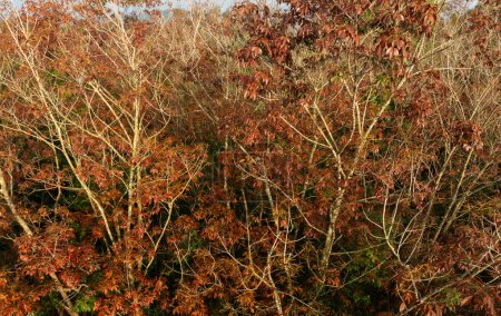 Foto de Vista aérea de hermosas hojas de árbol rojo en el bosque de otoño - Imagen libre de derechos