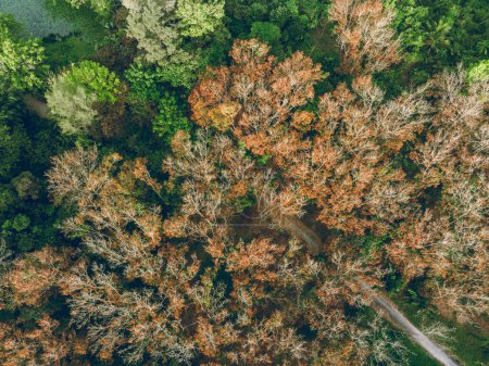 Foto de Vista aérea del hermoso paisaje forestal en el bosque tropical de primavera - Imagen libre de derechos