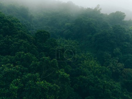 Téléchargez les photos : Vue aérienne du paysage de montagne de forêt brumeuse au printemps - en image libre de droit
