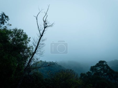 Photo for Aerial view of  foggy forest mountain landscape in spring - Royalty Free Image
