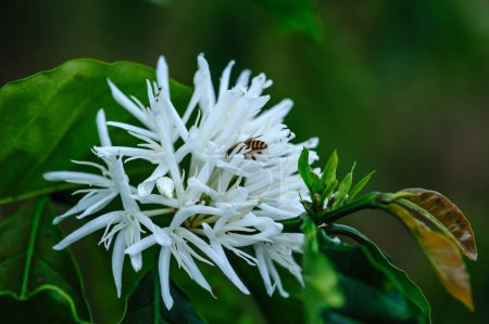 Téléchargez les photos : Les fleurs des grains de café fleurissent sur l'arbre - en image libre de droit