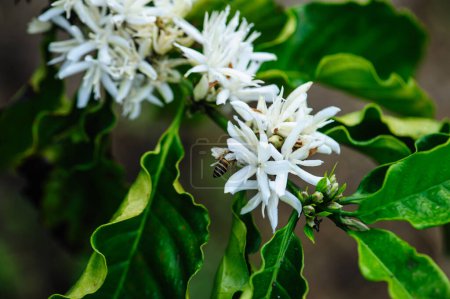 Foto de Flores de grano de café florecen en el árbol - Imagen libre de derechos