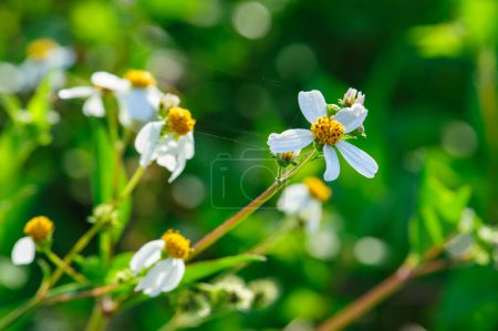 Schöne kleine weiße bidens pilosa Blüten, die im Frühling blühen