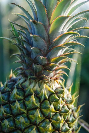 Photo for Pineapple grow on tree in garden - Royalty Free Image