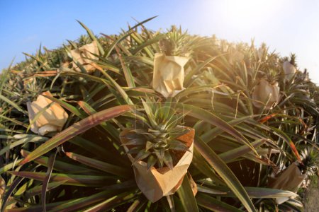 Téléchargez les photos : Ananas poussant sur le sommet du coucher du soleil - en image libre de droit