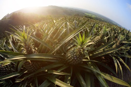 Téléchargez les photos : Ananas poussant sur le sommet du coucher du soleil - en image libre de droit