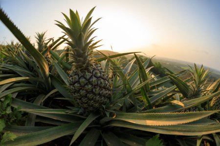 Photo for Pineapple growing on sunset mountain top - Royalty Free Image