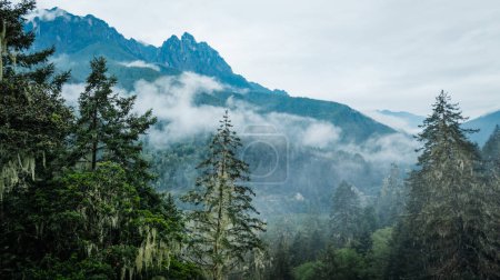 Imágenes aéreas del hermoso paisaje montañoso del bosque de gran altitud