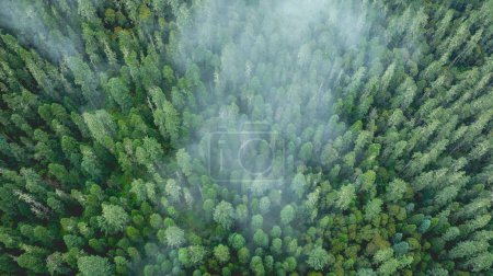Téléchargez les photos : Images aériennes de beaux paysages de montagne de forêt de haute altitude - en image libre de droit