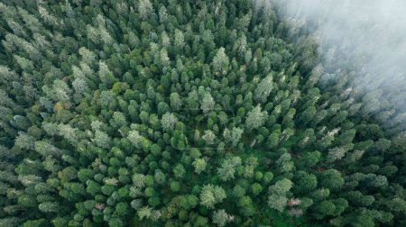Téléchargez les photos : Images aériennes de beaux paysages de montagne de forêt de haute altitude - en image libre de droit