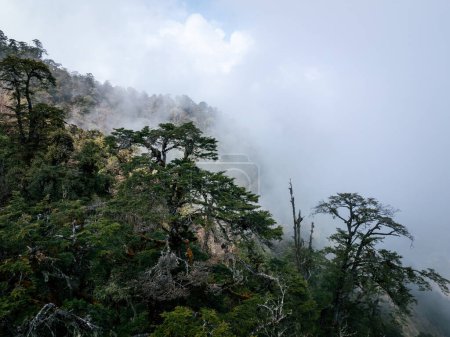 Téléchargez les photos : Vue aérienne du beau paysage de montagne de forêt de haute altitude - en image libre de droit
