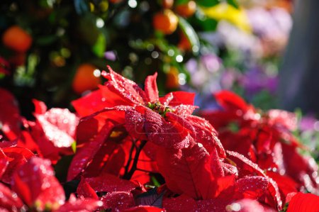 Téléchargez les photos : Fleurs de Noël poinsettia rouge dans le jardin - en image libre de droit
