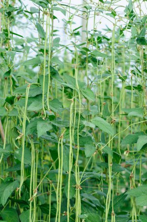 Téléchargez les photos : Plantes de haricots longs en croissance au champ de légumes - en image libre de droit