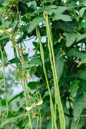 Lange Bohnenpflanzen auf Gemüsefeld im Wachstum