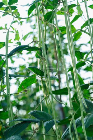 Long bean plants in growth at vegetable field