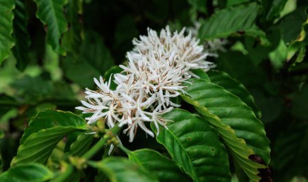 Téléchargez les photos : Les fleurs des grains de café fleurissent sur l'arbre - en image libre de droit