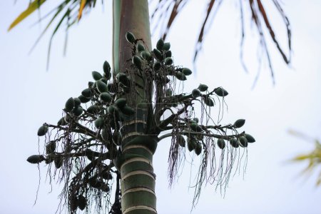 Téléchargez les photos : Areca noix de palme poussent sur l'arbre - en image libre de droit