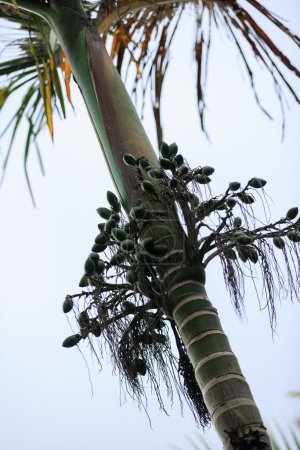 Photo for Areca palm nuts grow on tree - Royalty Free Image