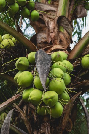 Foto de Frutos de coco crecen en el árbol - Imagen libre de derechos