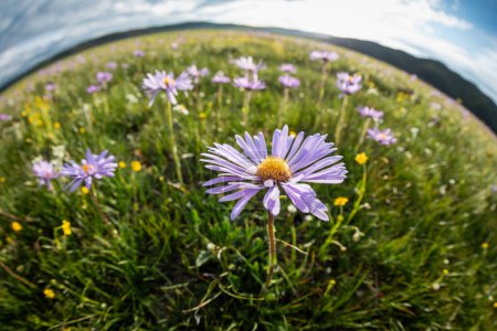 Photo for Tatarian Aster flowers blooming in high altitude grassland, China - Royalty Free Image