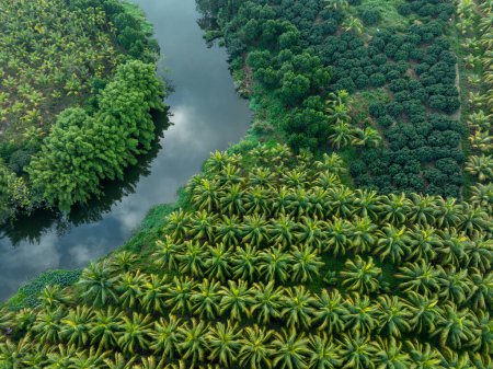 Luftaufnahme des Kokospalmenfeldes