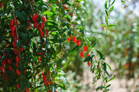 Photo for Goji berry fruits and plants in sunshine field - Royalty Free Image