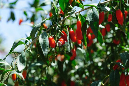Goji berry fruits and plants in sunshine field
