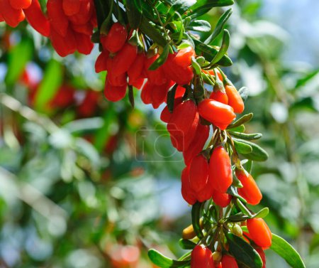 Goji berry fruits and plants in sunshine field
