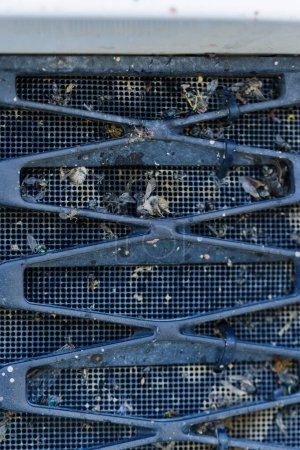 Bugs and flies crashed and stuck in grille of car radiator 
