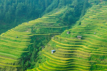 Foto de Hermosa terraza campo de arroz con pequeñas casas en China - Imagen libre de derechos