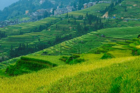 Téléchargez les photos : Belle terrasse rizière avec petites maisons en Chine - en image libre de droit