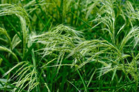 Foto de Planta de arroz floreciente creciendo en el campo - Imagen libre de derechos