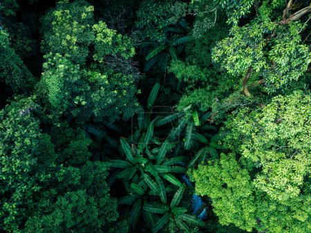 Foto de Vista aérea del hermoso paisaje de montaña del bosque tropical en verano - Imagen libre de derechos