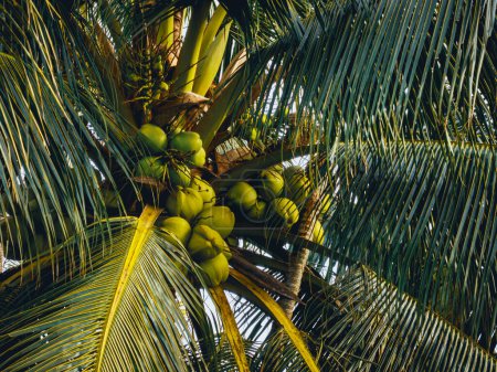 Téléchargez les photos : Vue aérienne des fruits de noix de coco poussent sur l'arbre - en image libre de droit