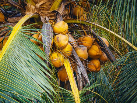 Kokosnussfrüchte wachsen am Baum